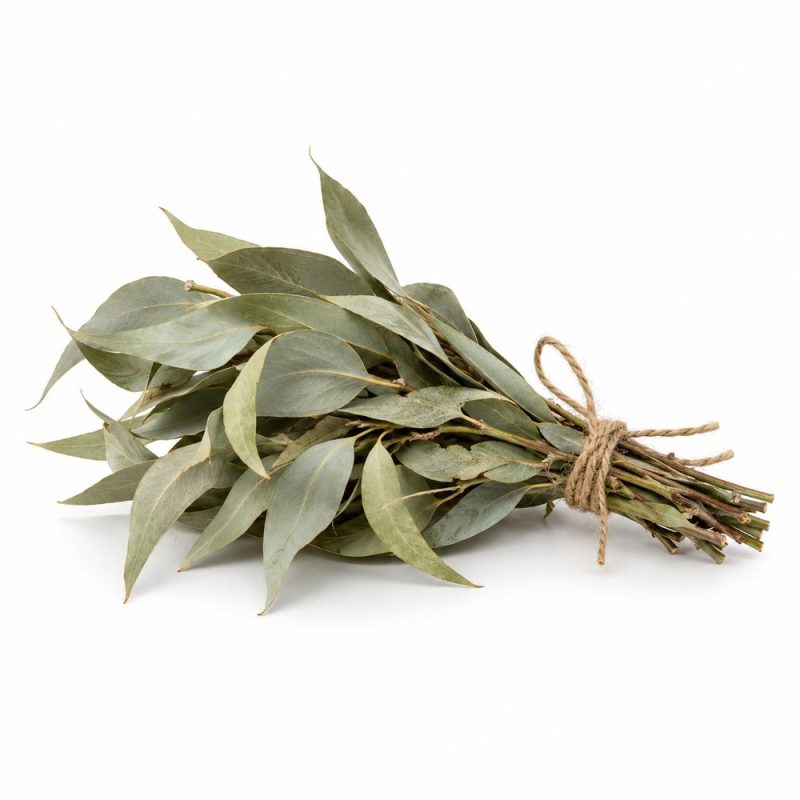 Lá khuynh diệp khô Song An Eco